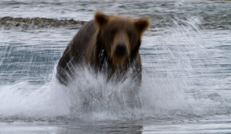 Grizzly Bear Chasing Salmon